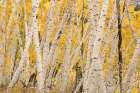 USA-Colorado-Uncompahgre National Forest Forest of aspen trees Art Print